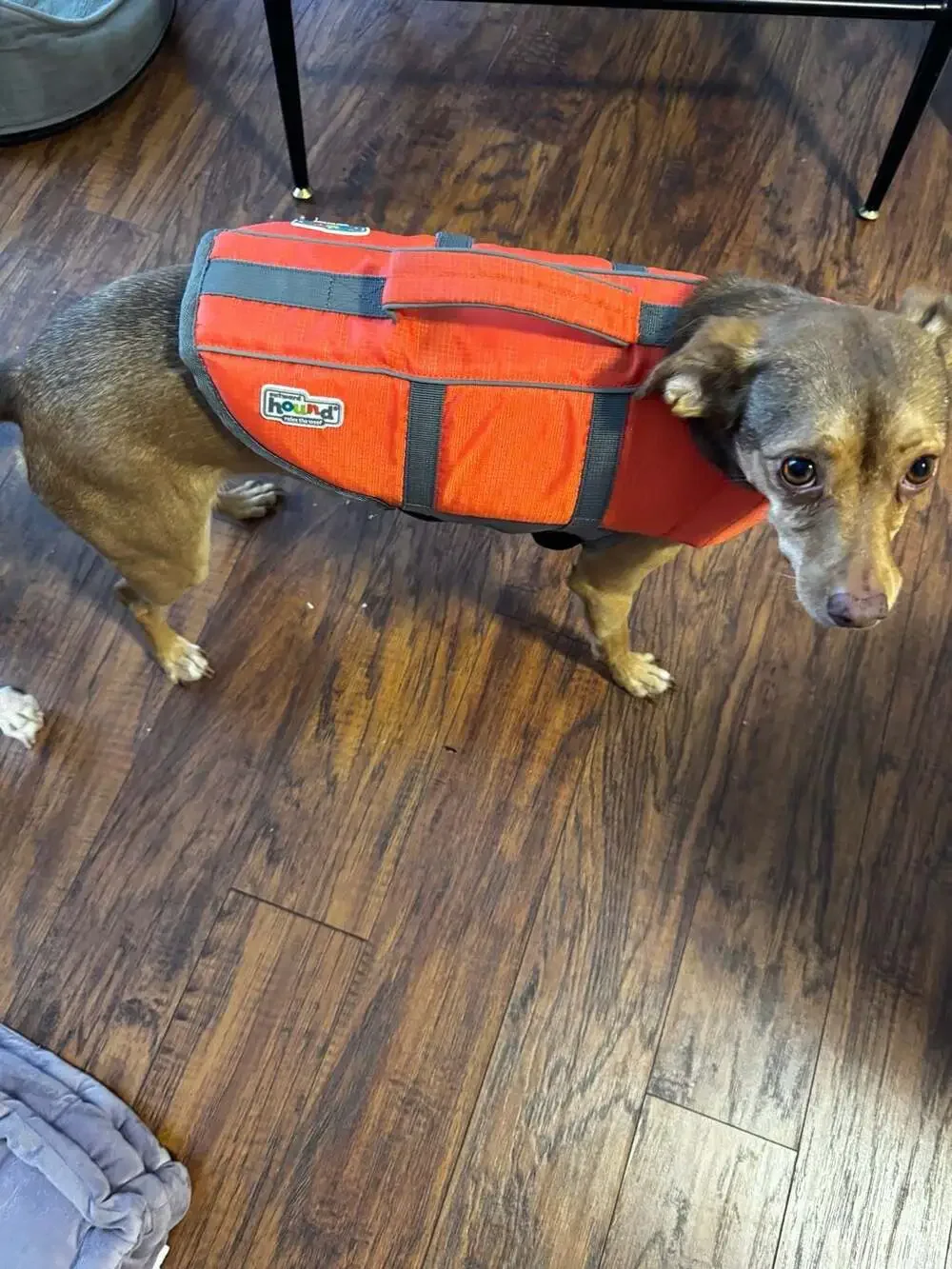 Outward Hound Granby Splash Orange Dog Life Jacket Safety Vest